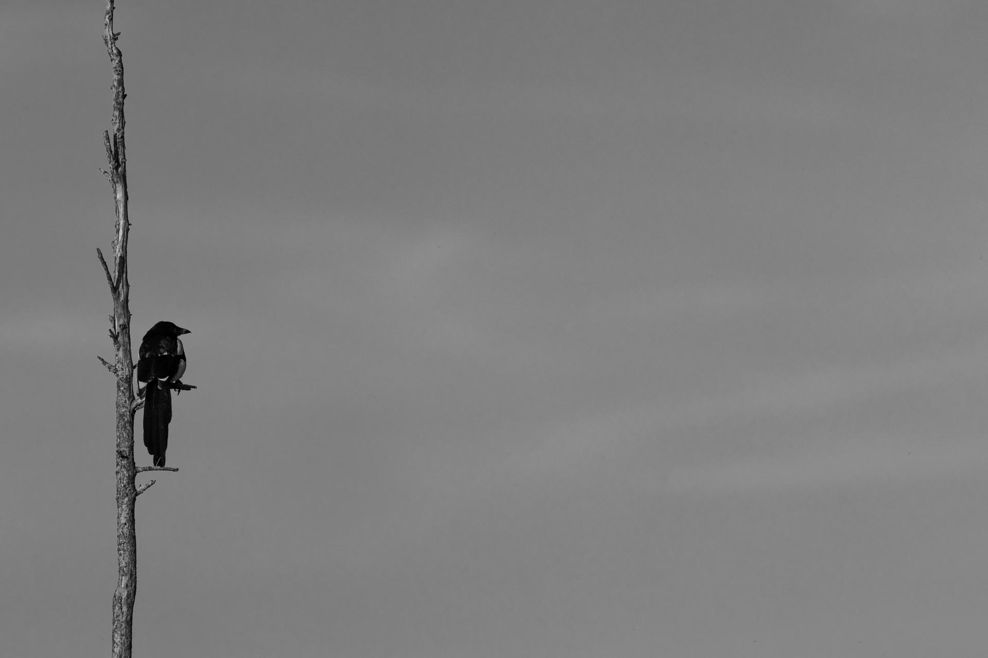 Majestueus monochroom